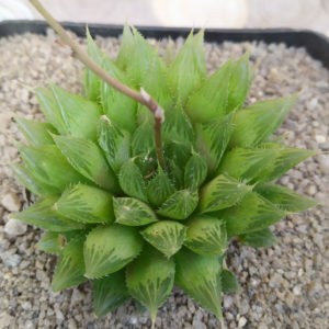 Haworthia arachnoidea