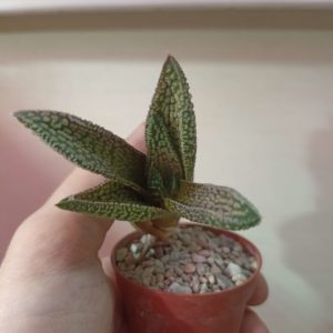 Haworthia Marble Queen
