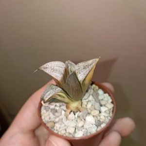 Haworthia Taj Mahal Variegata