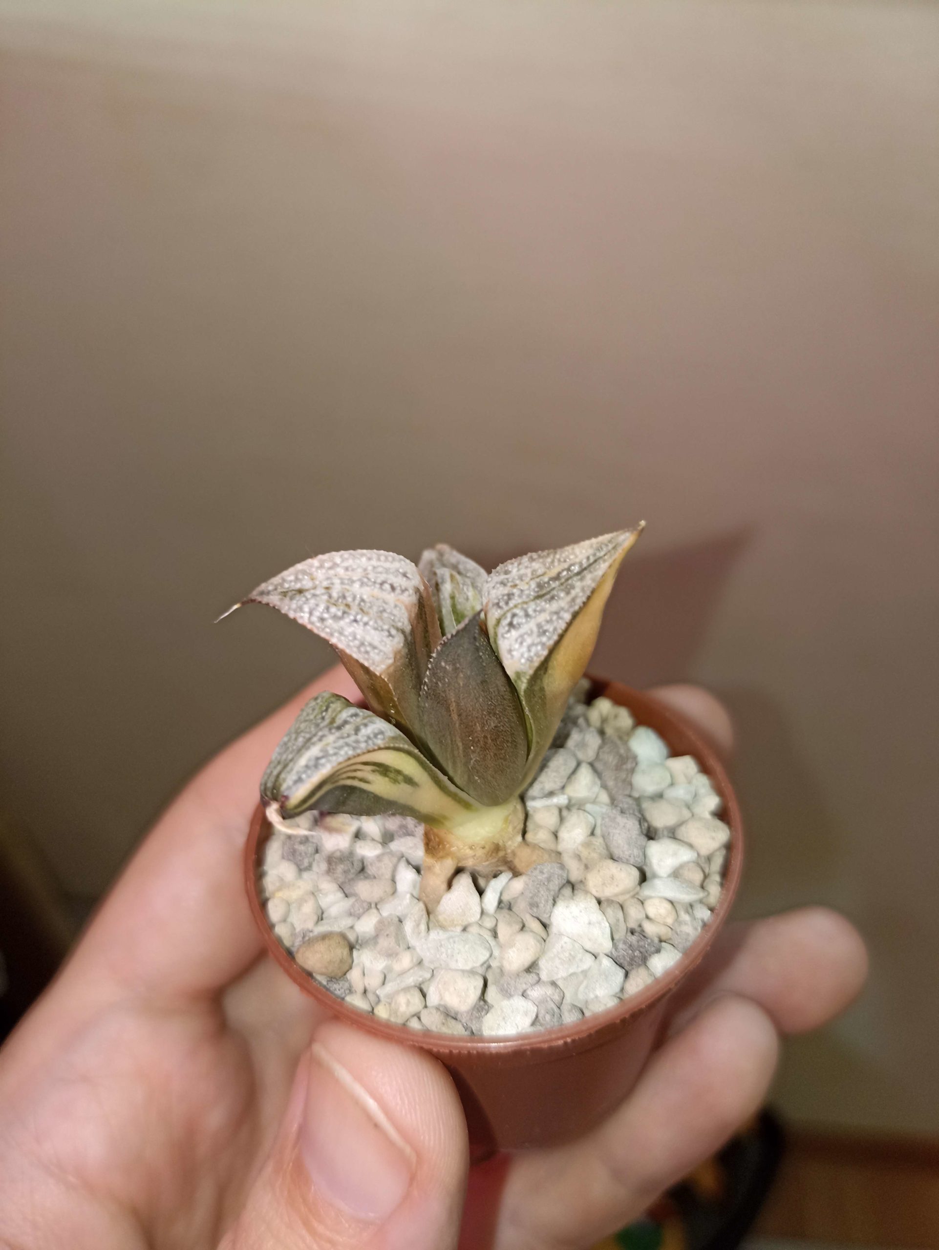 Haworthia Taj Mahal Variegata