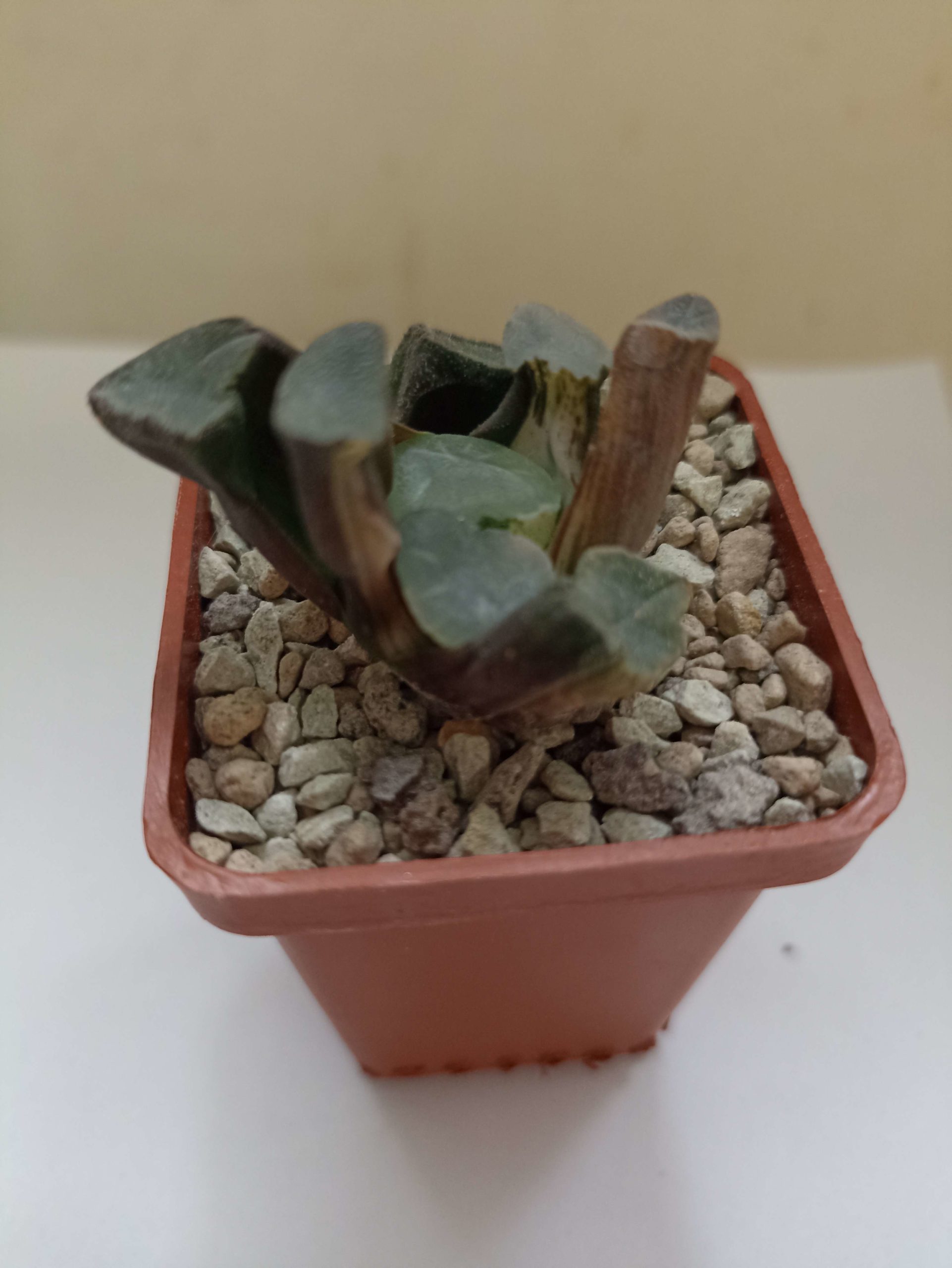 Haworthia Maughanii Silver Variegata