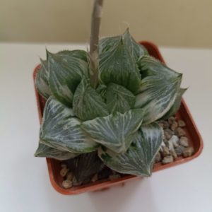 Haworthia Sansenjou White Variegata