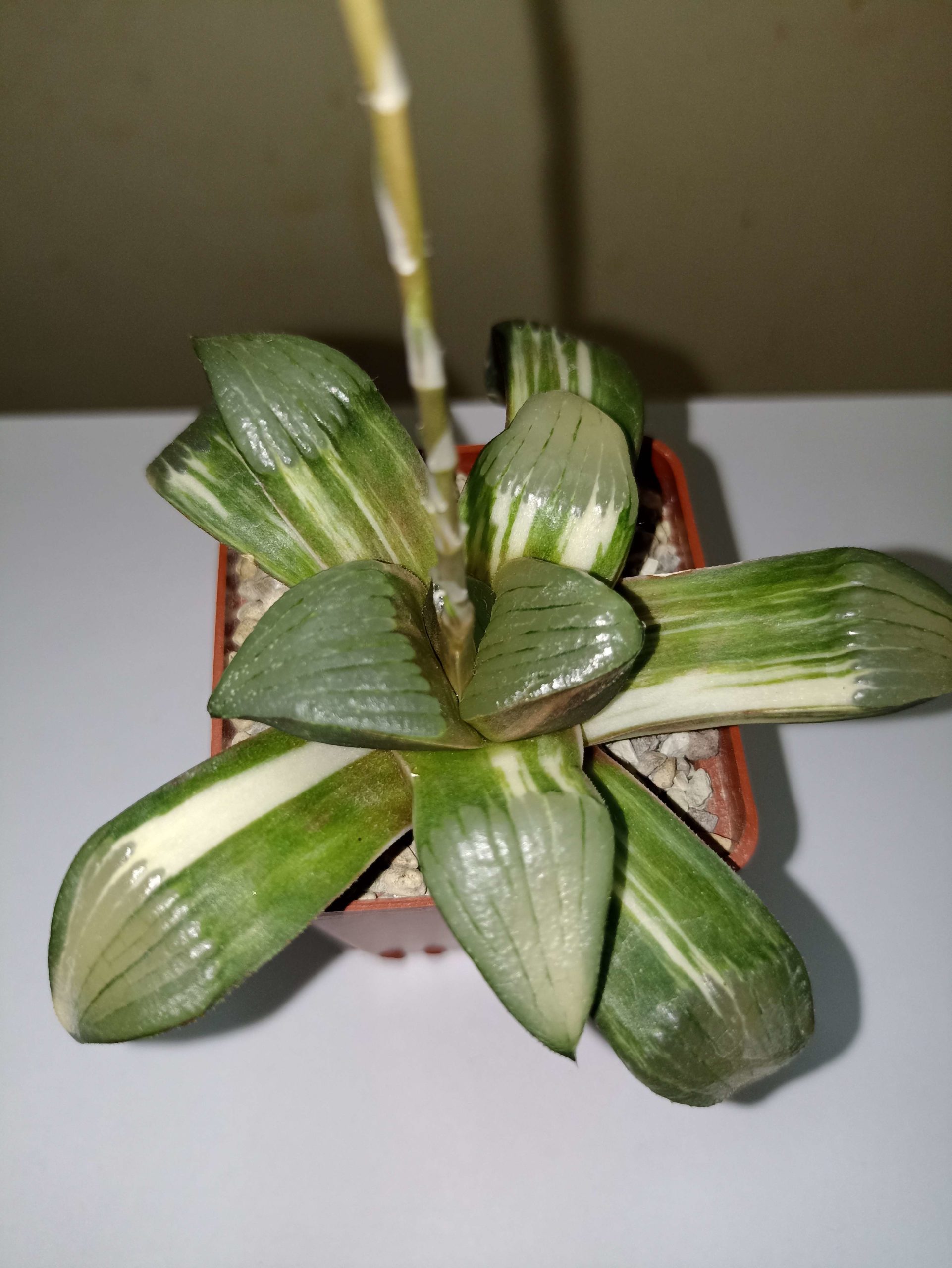 Haworthia Springbokvakensis x Comptoniana Variegated