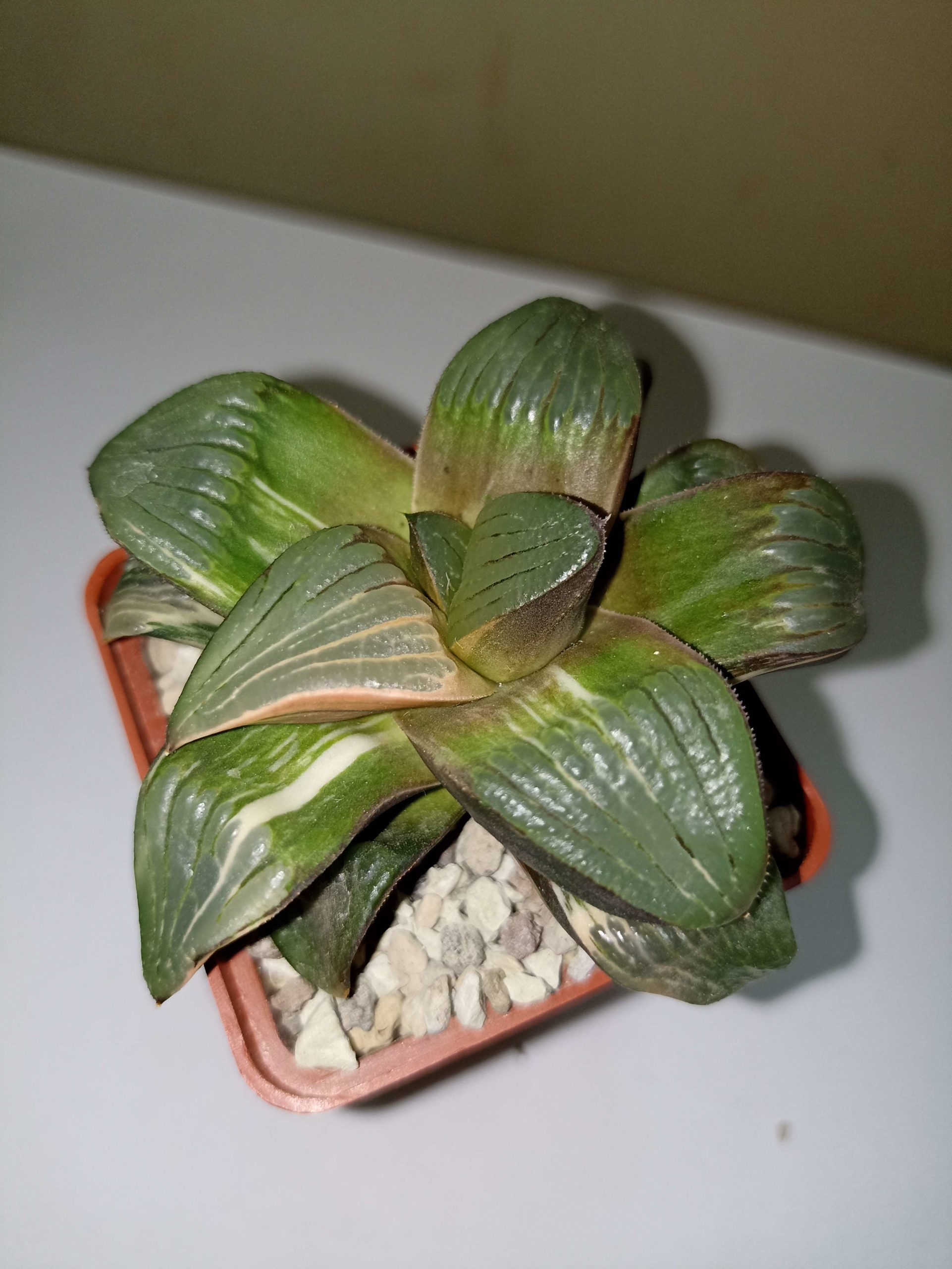 Haworthia Springbokvakensis x Comptoniana Variegated