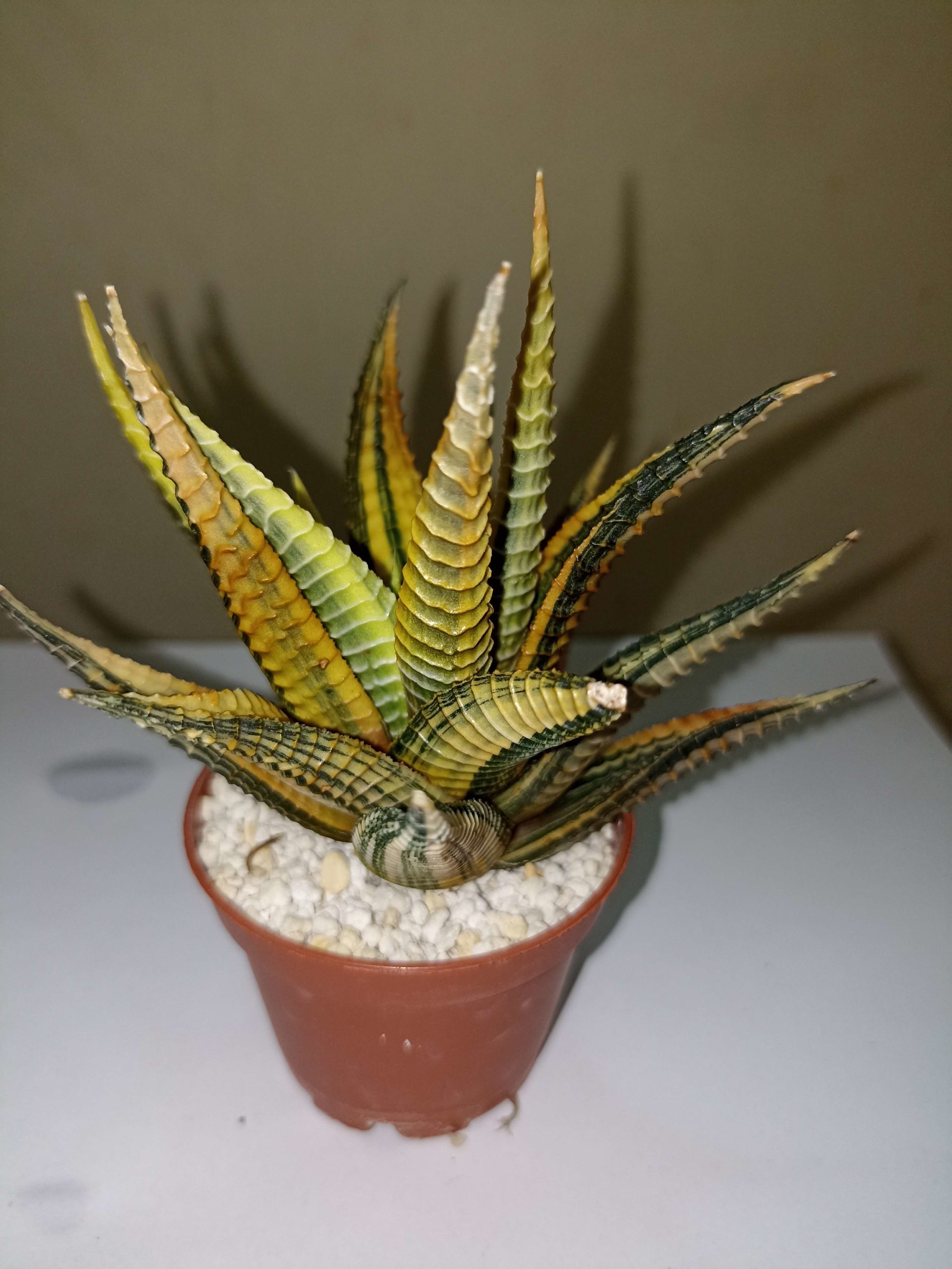 Haworthia Limifolia Var. Schuldtiana Variegated