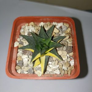 Haworthia Zoganeto Variegata детка