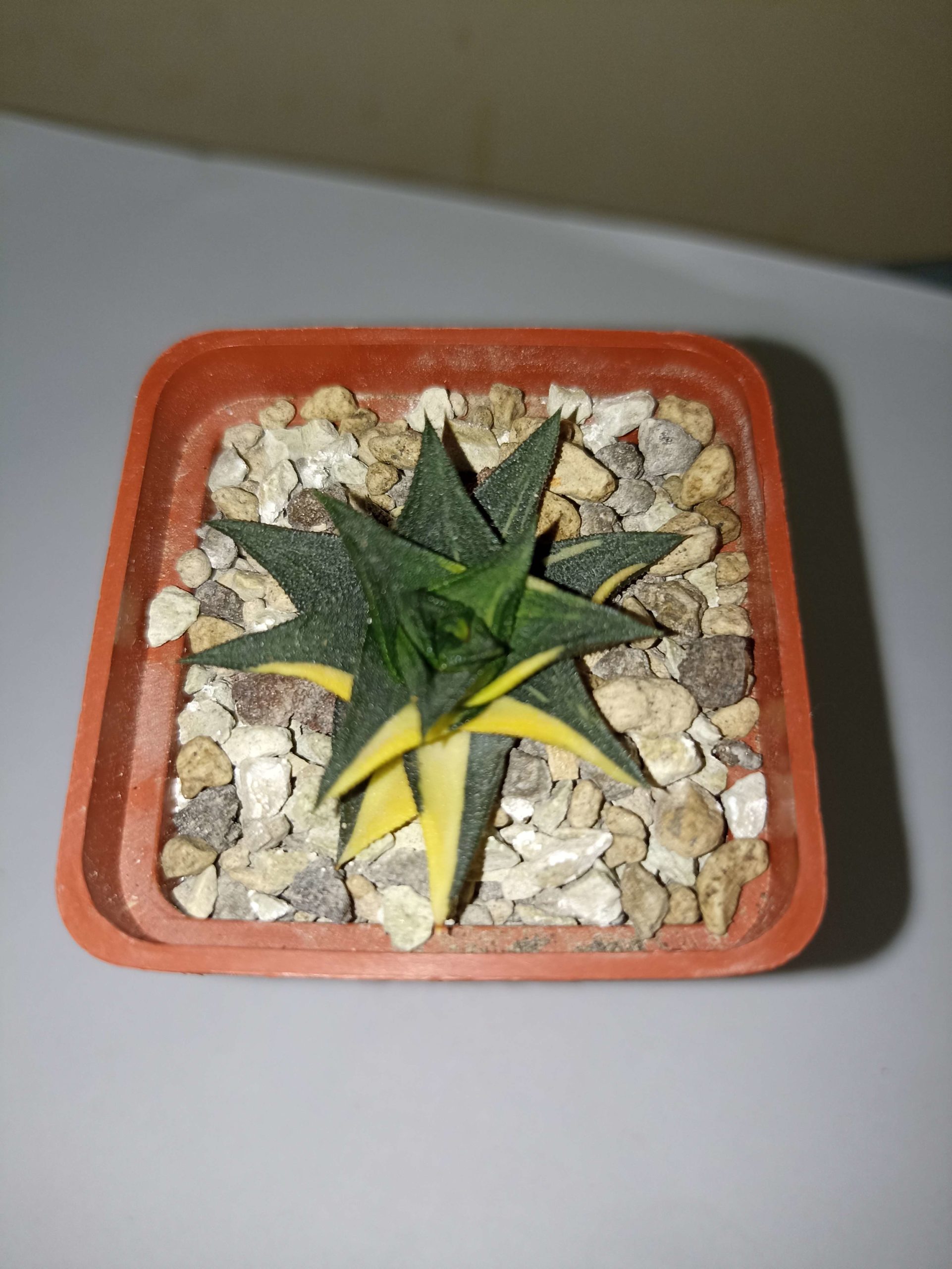 Haworthia Zoganeto Variegata детка
