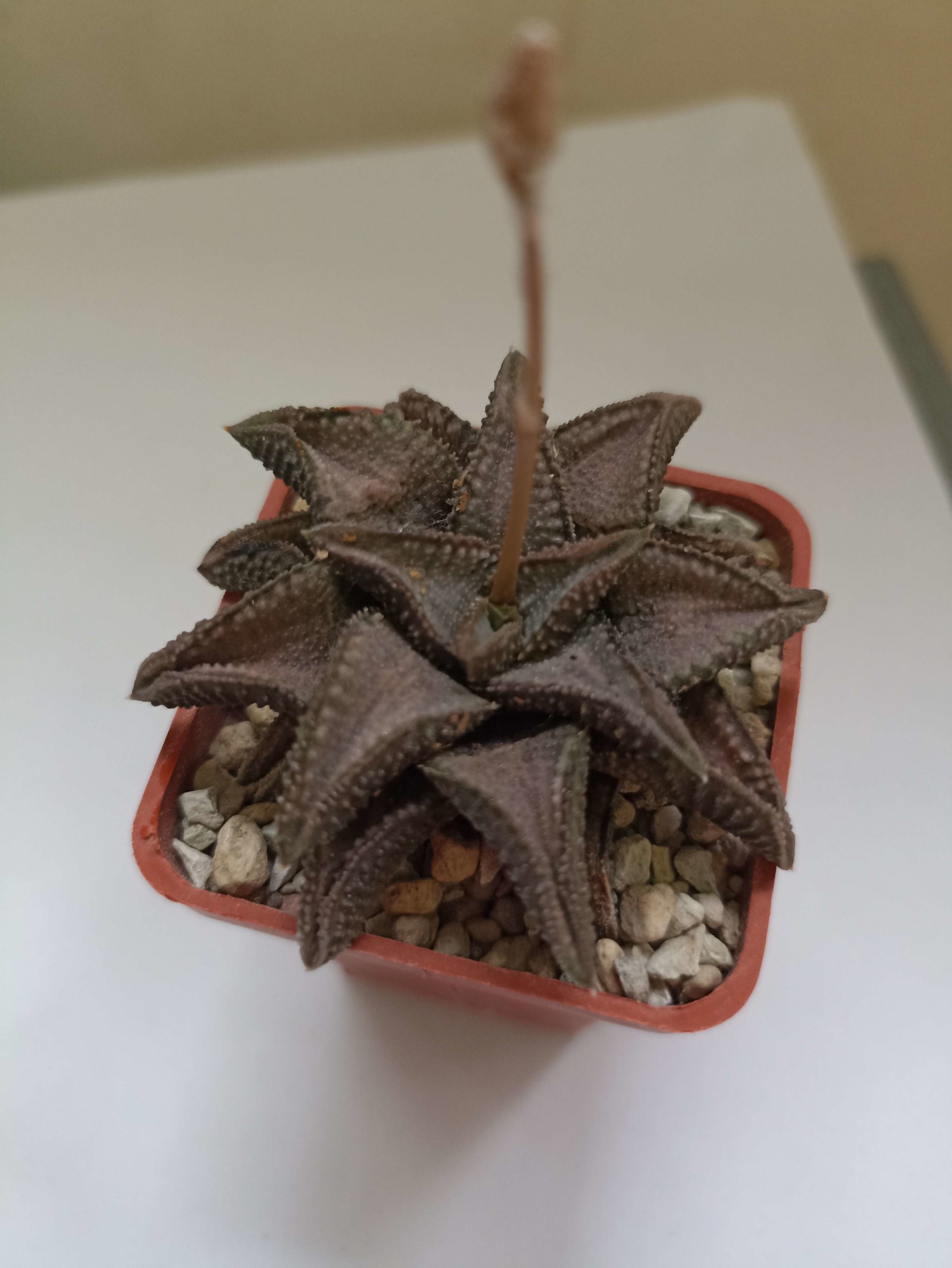 Haworthia Hard Leaf Gintaikyo