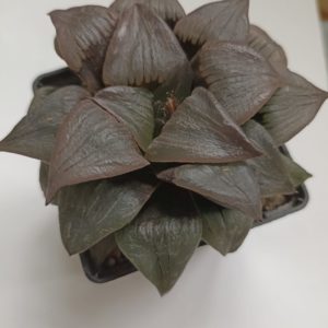 Haworthia Atrofusca