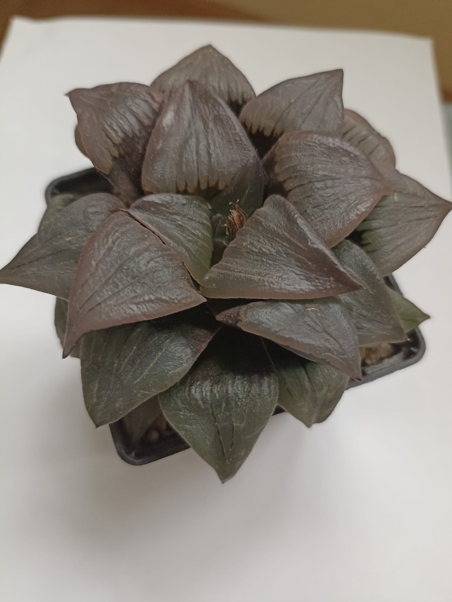 Haworthia Atrofusca