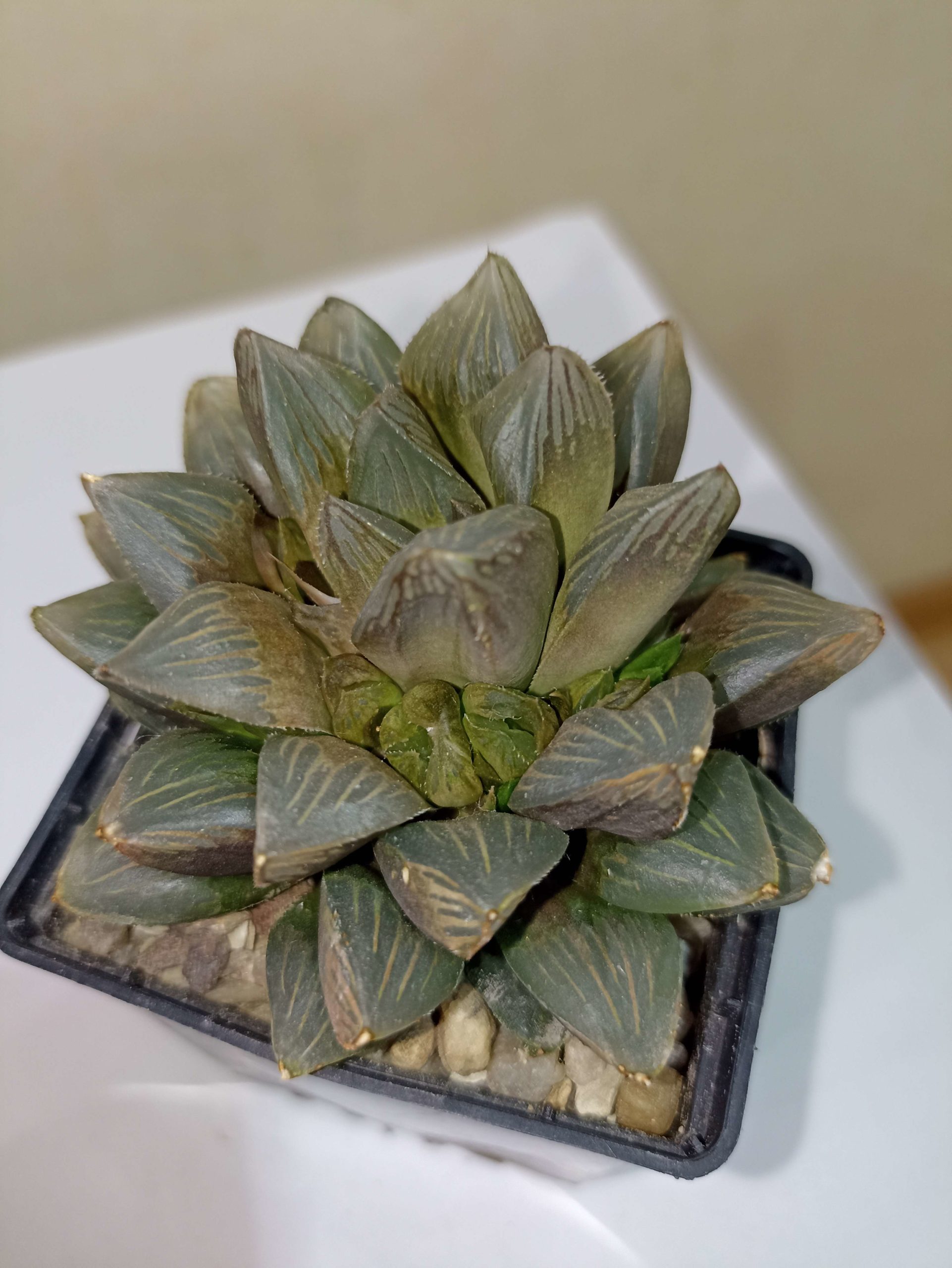 Haworthia Chocolate /Haworthia Red Latern