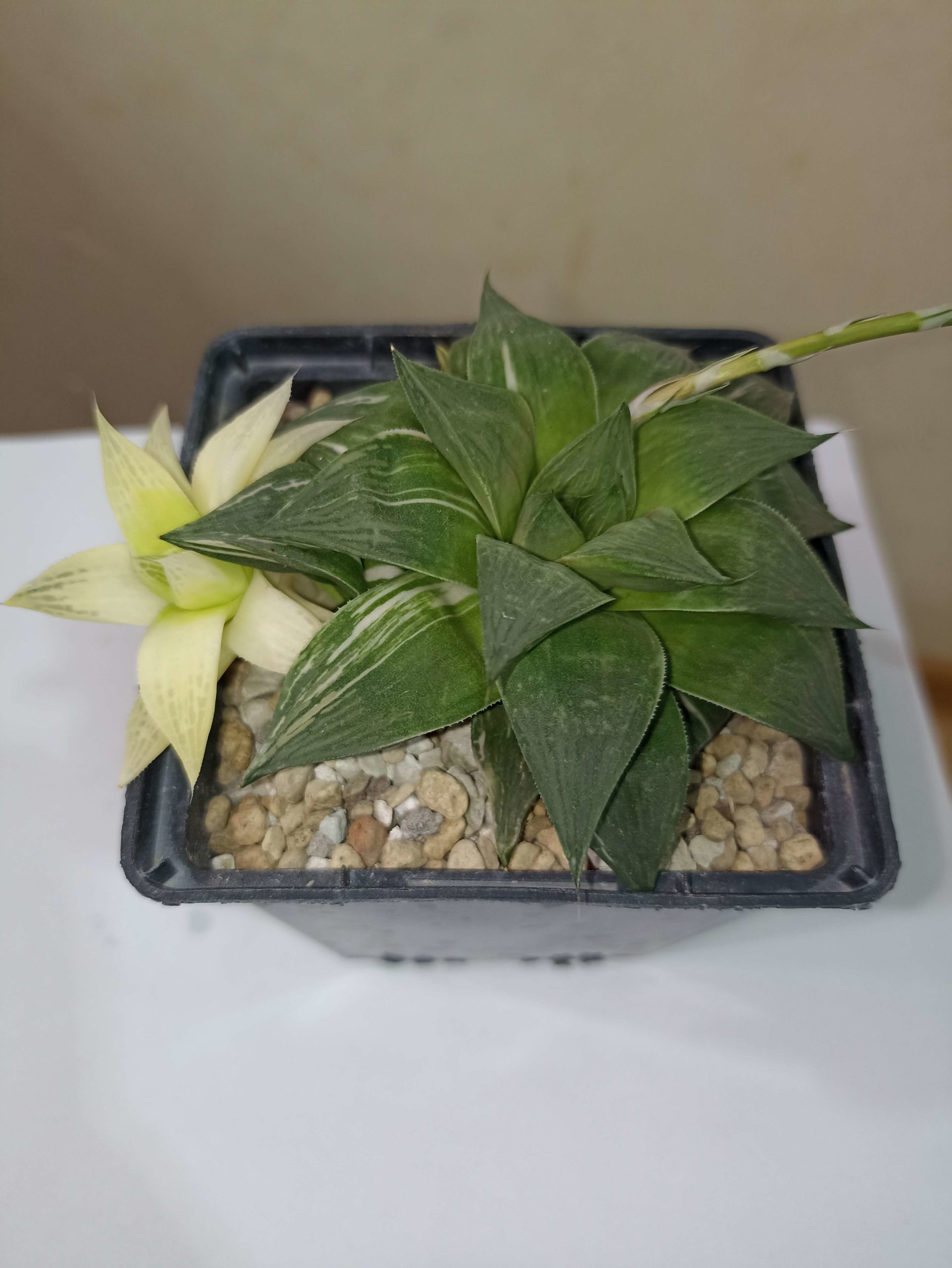 Haworthia Cuspidata Variegata
