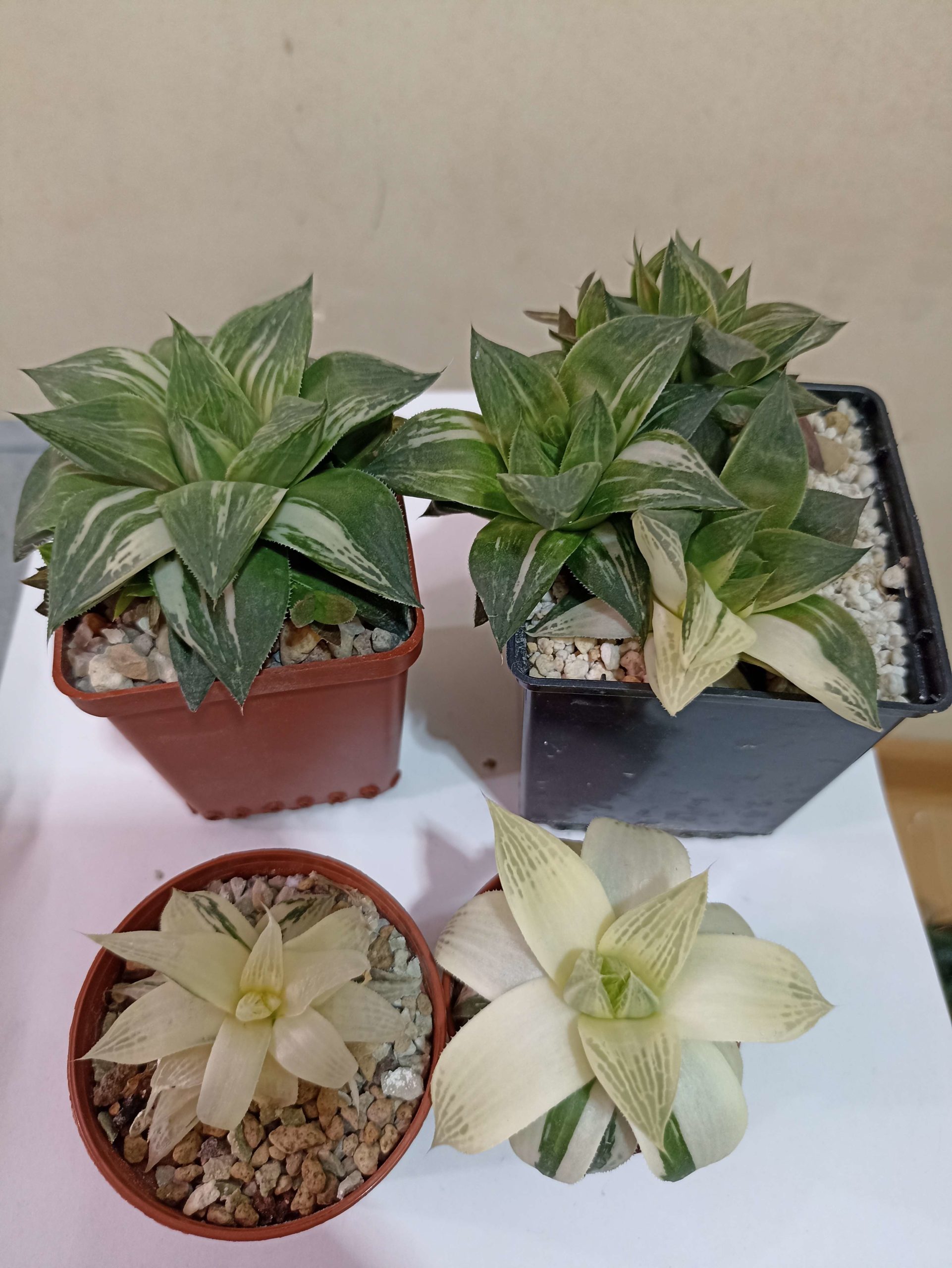 Haworthia Cuspidata Variegata
