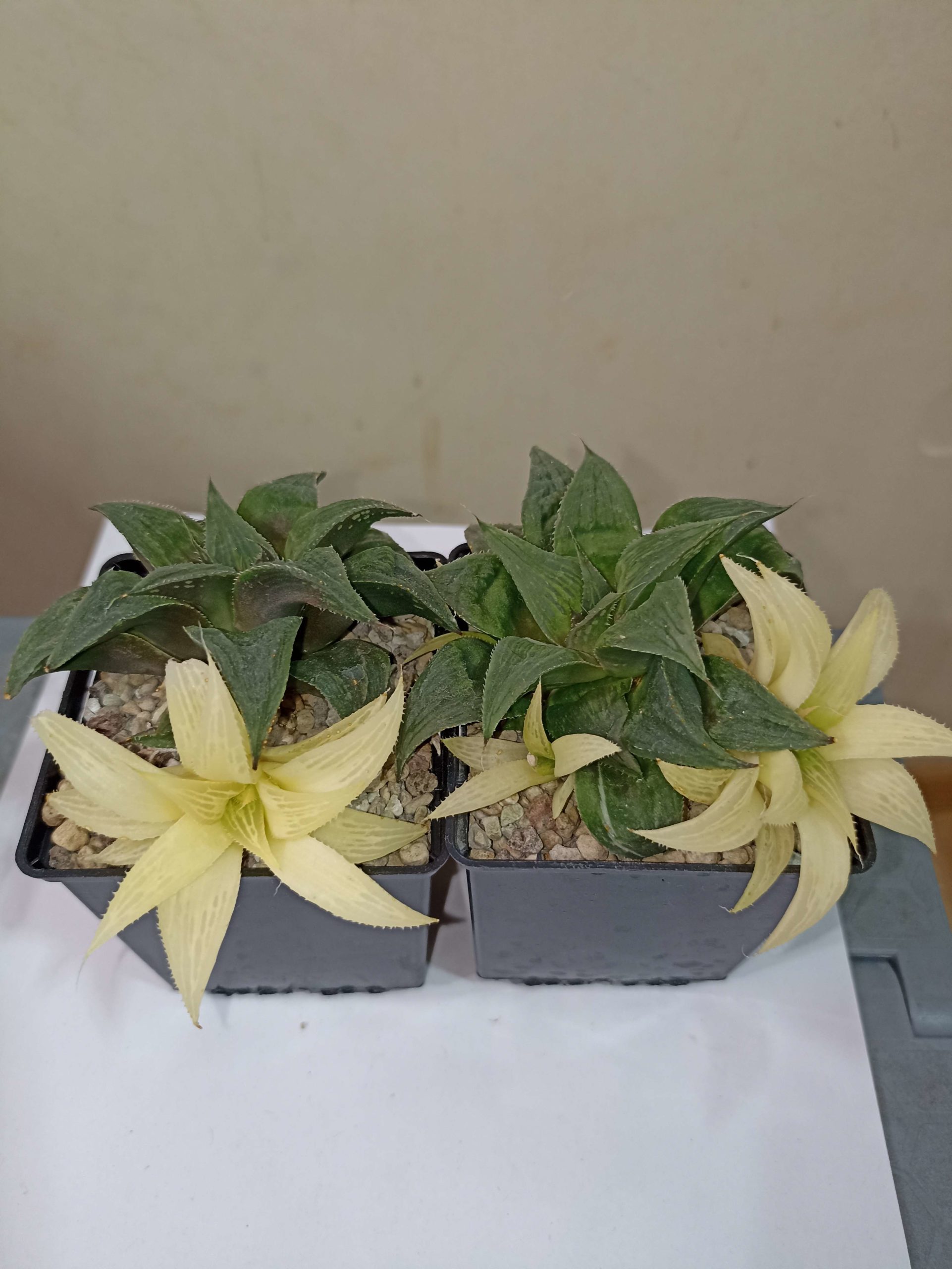 Haworthia Magnifica Mayaki Variegata