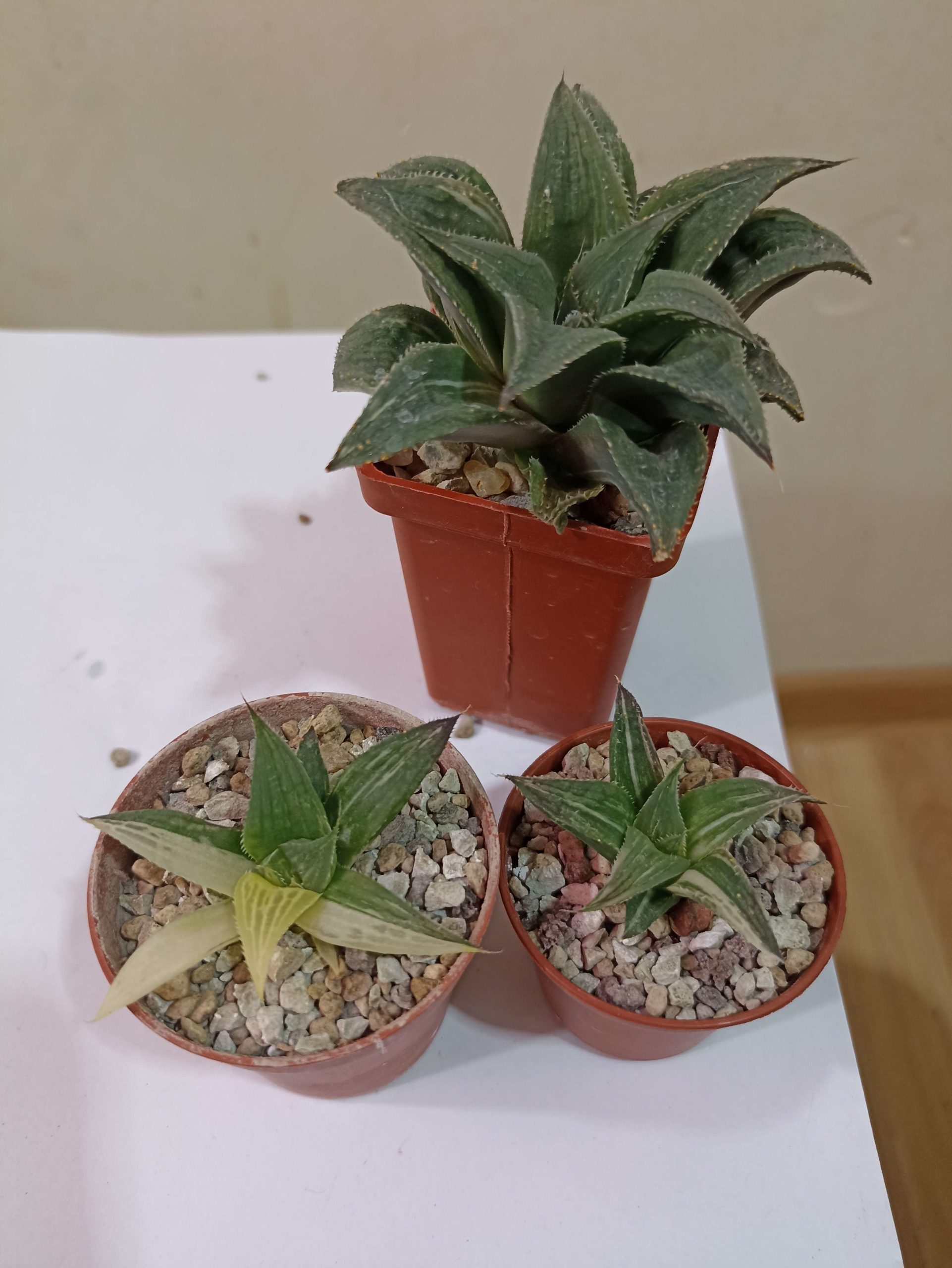 Haworthia Magnifica Mayaki Variegata