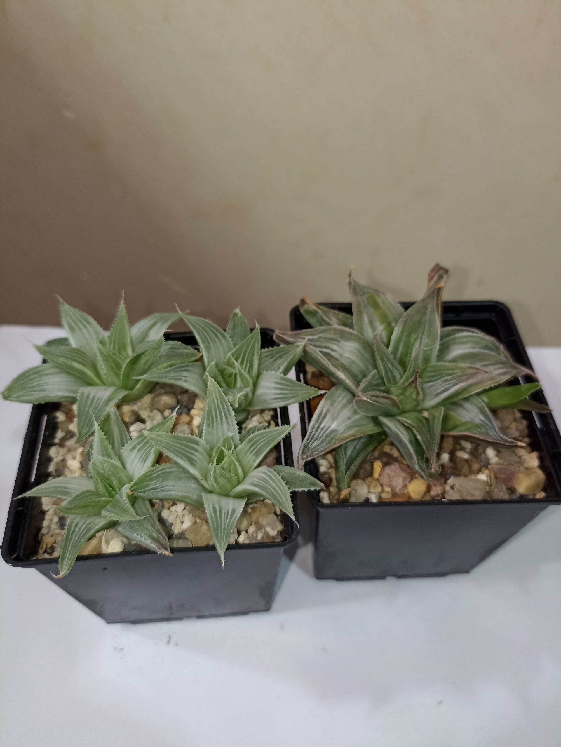 Haworthia Grey Ghost Variegata