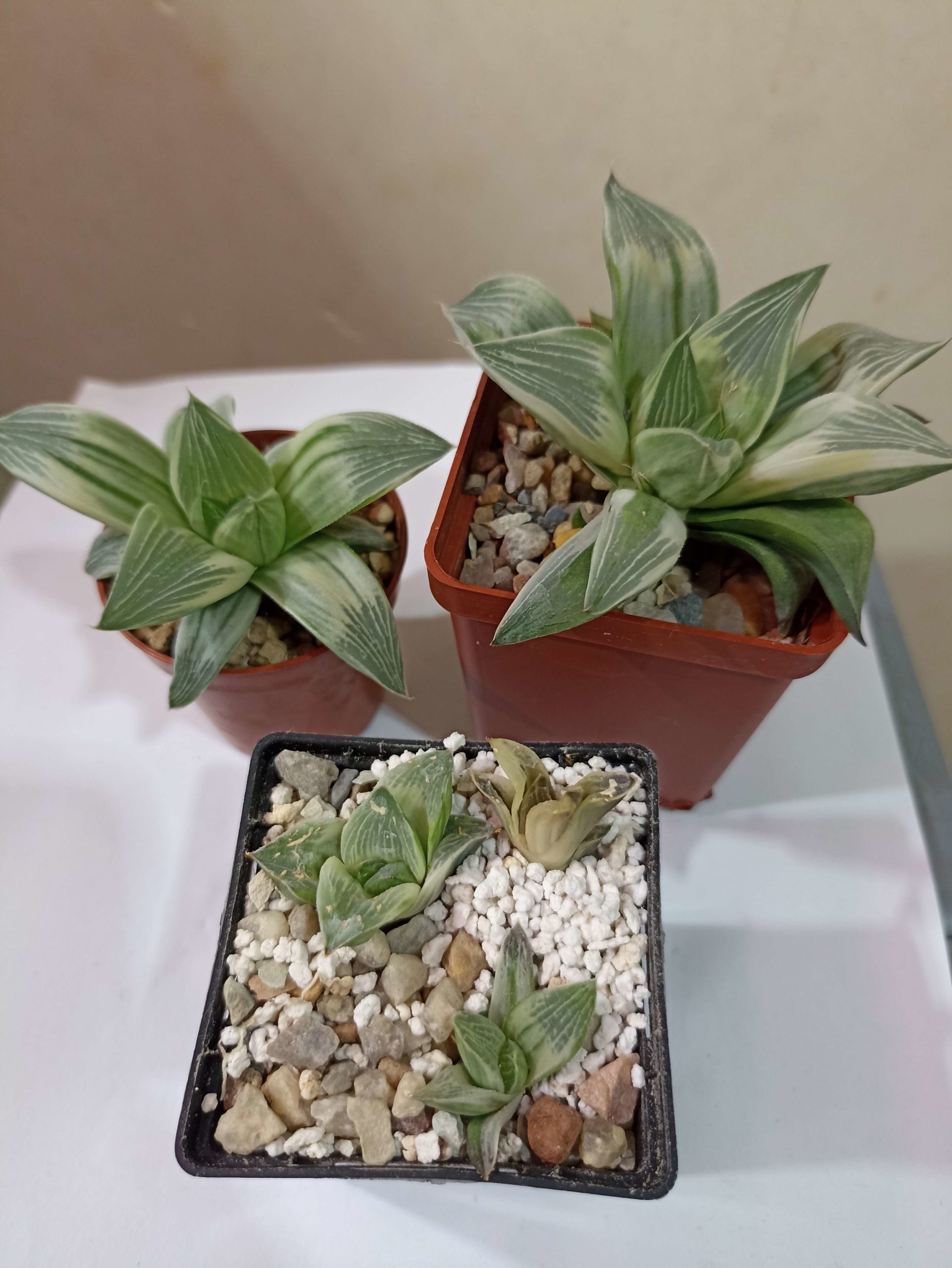 Haworthia Milky Way Variegated крупная