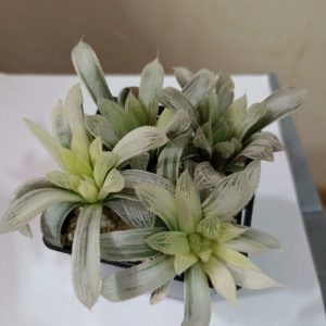 Haworthia Cooperi Variegata Детки