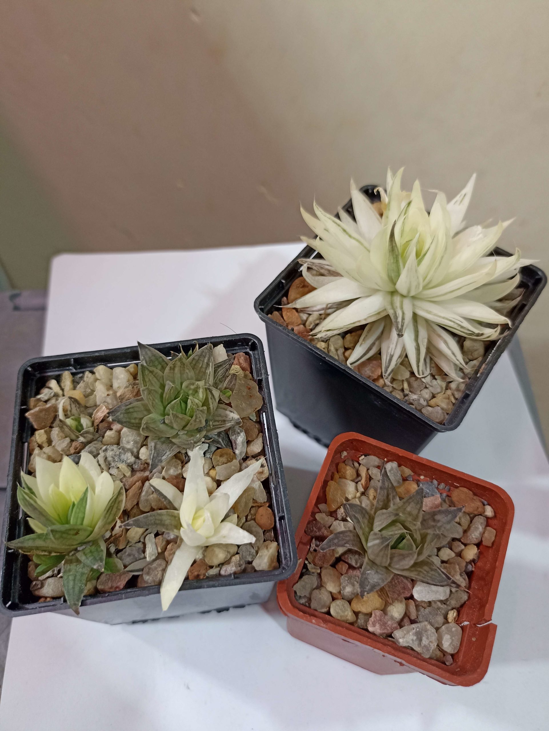 Haworthia Batesiana Variegated детки