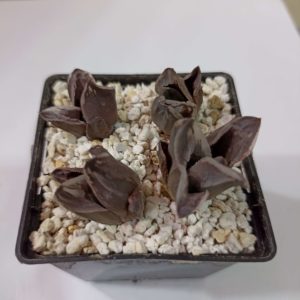 Haworthia Ice City