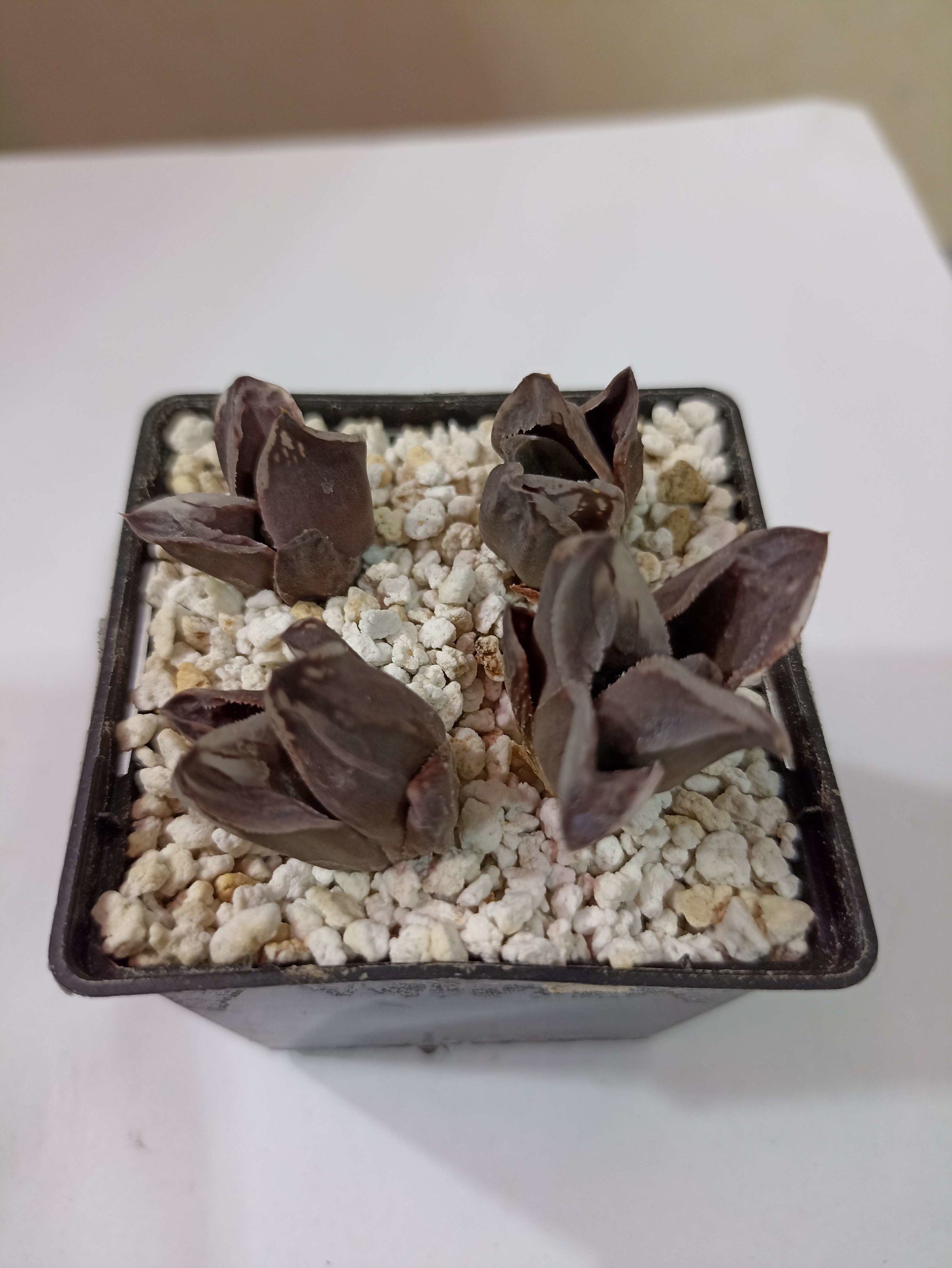 Haworthia Ice City