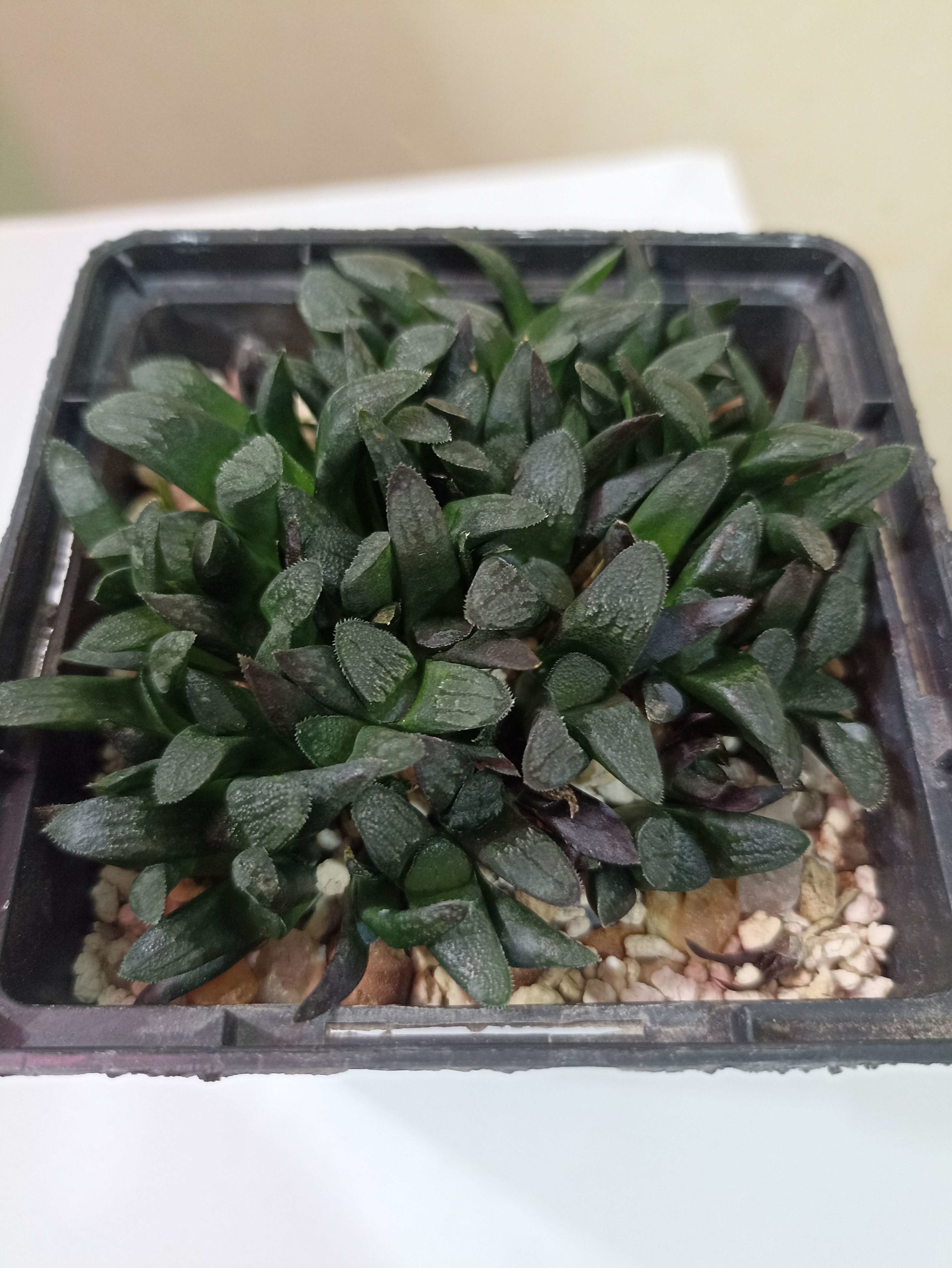 Haworthia Correcta Circuit Board Hybr