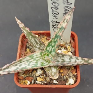 Aloe cv. Doran Black x cv. Pink Blush