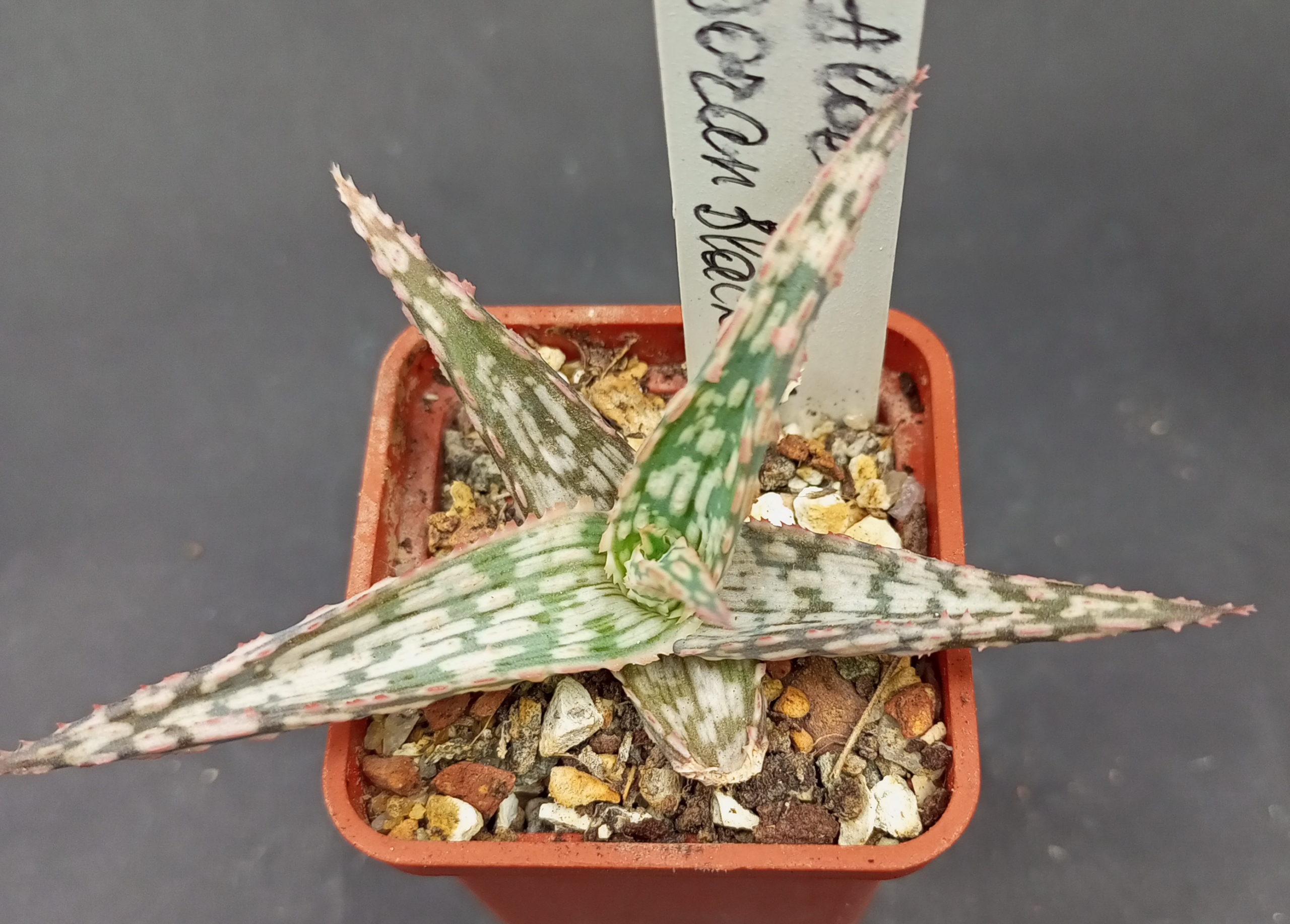 Aloe cv. Doran Black x cv. Pink Blush