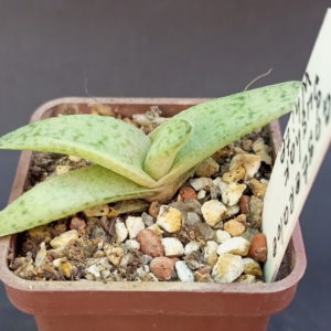 Gasteraloe "Sushak's White"