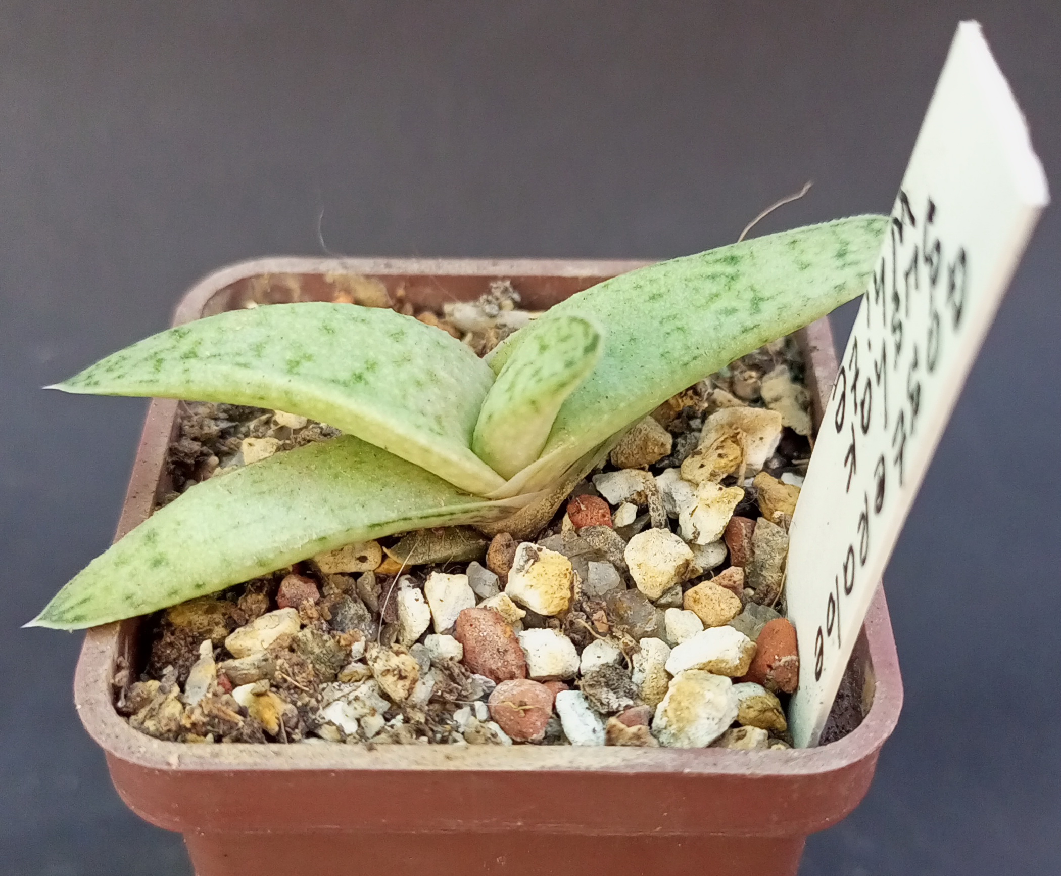 Gasteraloe "Sushak's White"