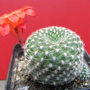 Rebutia   krainziana