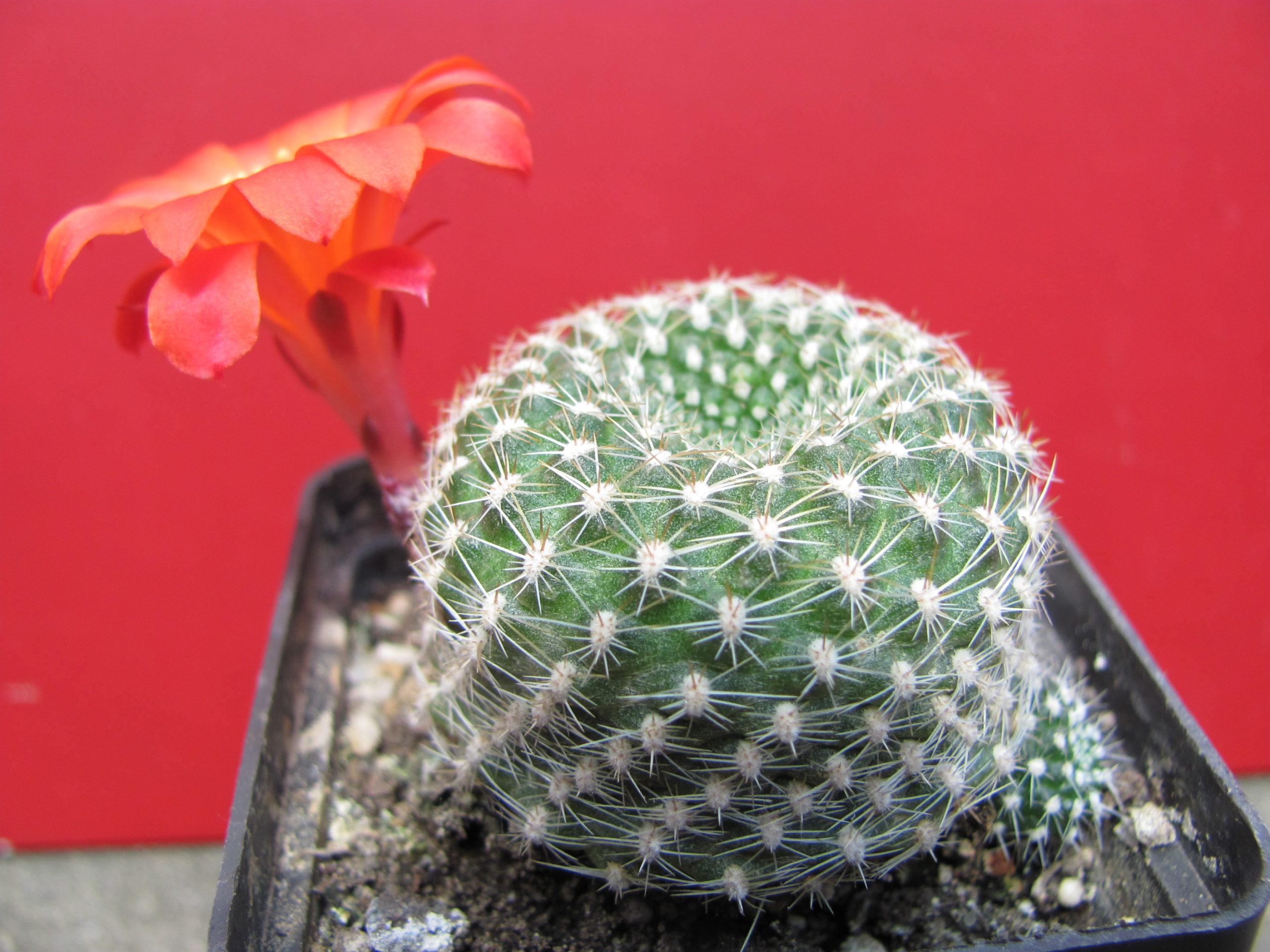Rebutia   krainziana