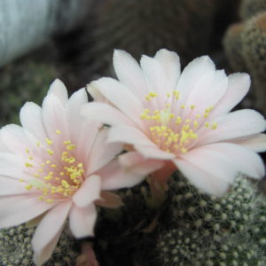 Rebutia    krainziana     roseiflora