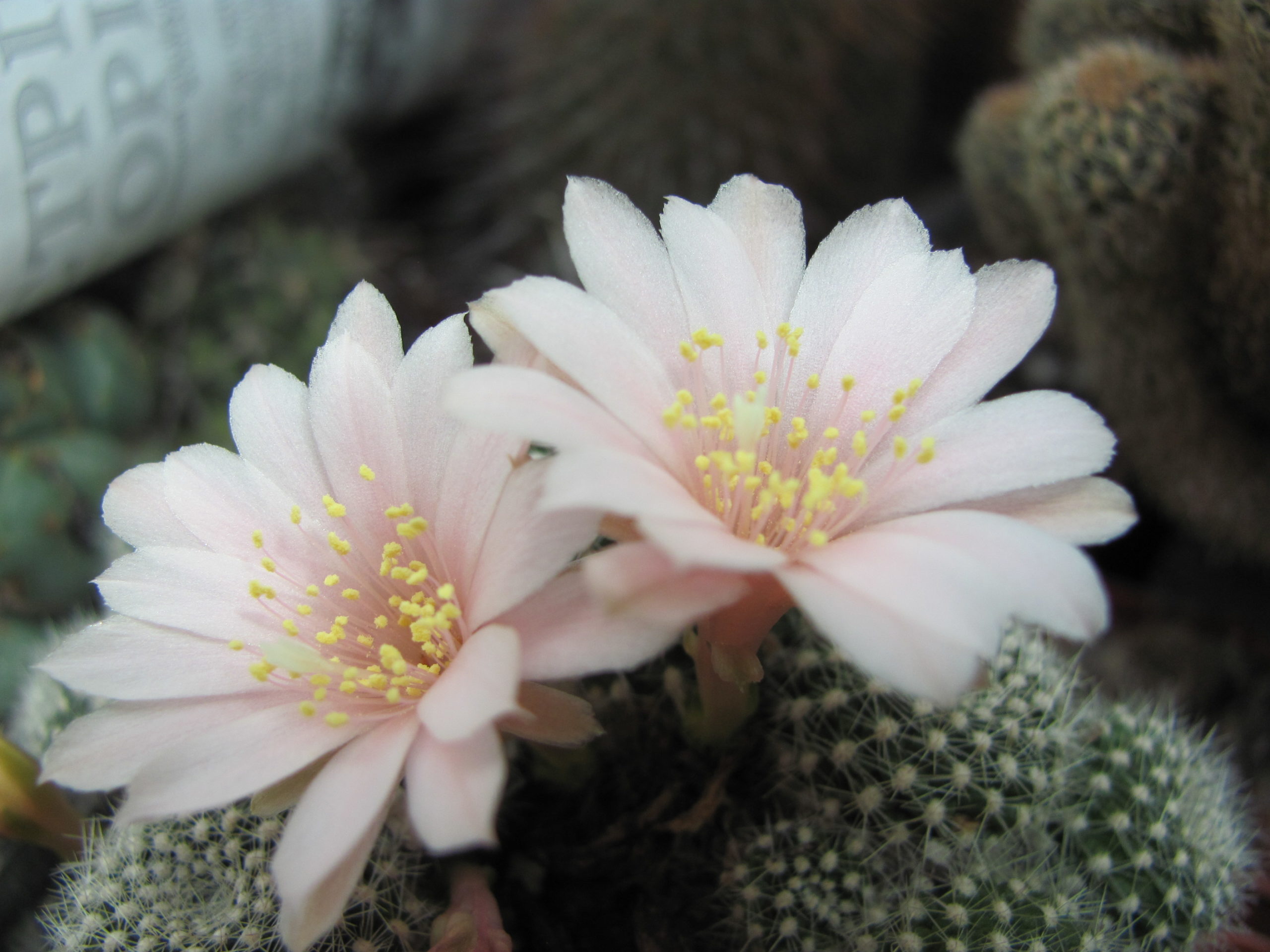 Rebutia    krainziana     roseiflora