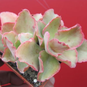 Echeveria