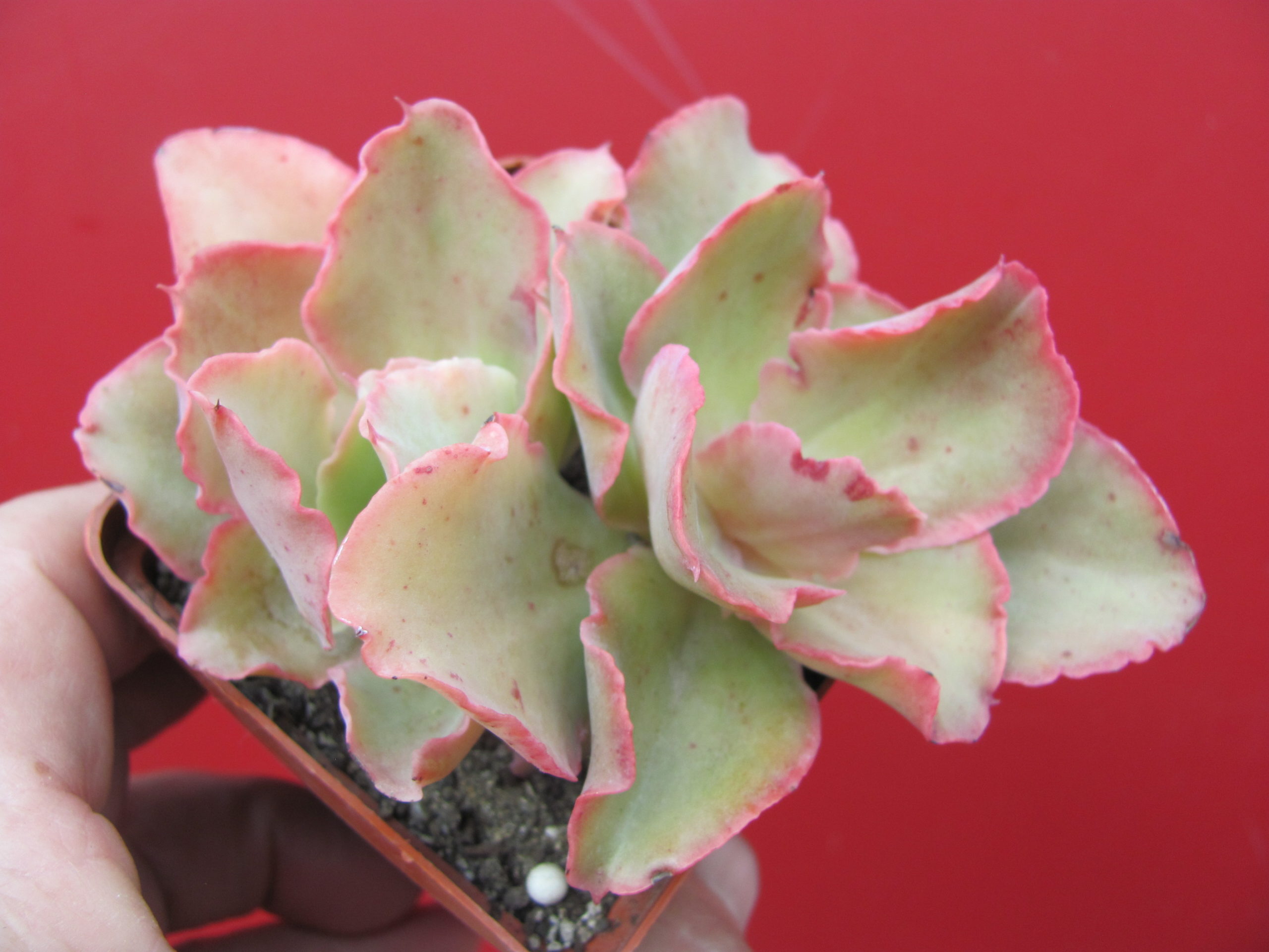 Echeveria