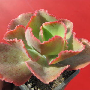 Echeveria   Dick  Pink