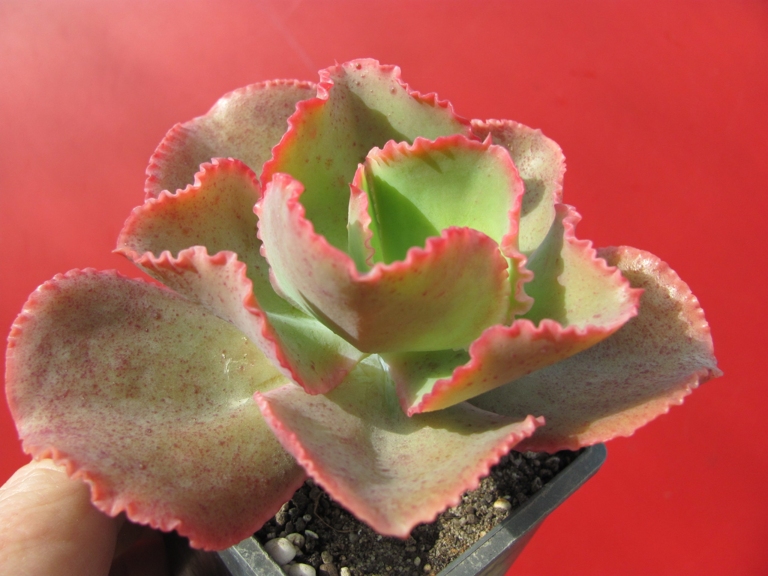 Echeveria   Dick  Pink