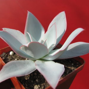 Echeveria   Cante