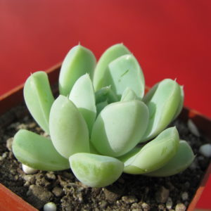 Echeveria   albicans