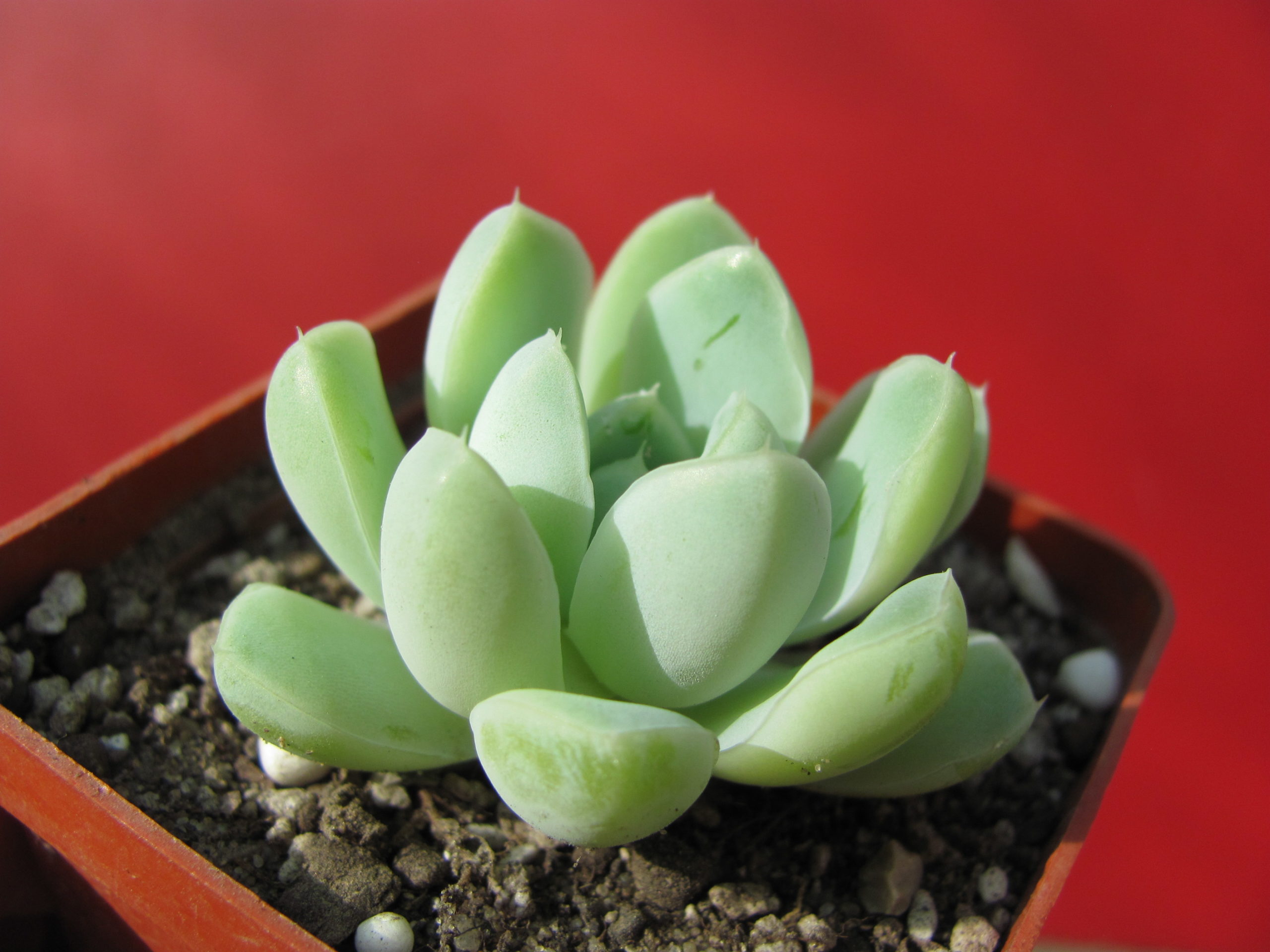Echeveria   albicans
