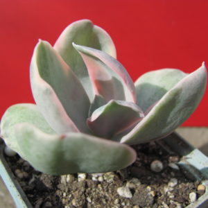 Echeveria   Metallica   Decora