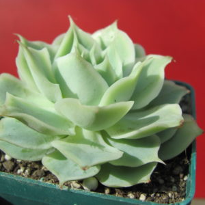 Echeveria    Laguna   Sanchez   hybr.