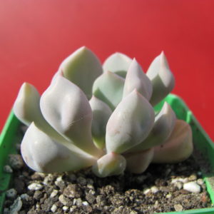 Echeveria    Cupid