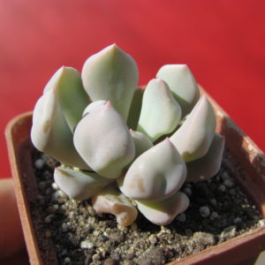 Echeveria   Cupid