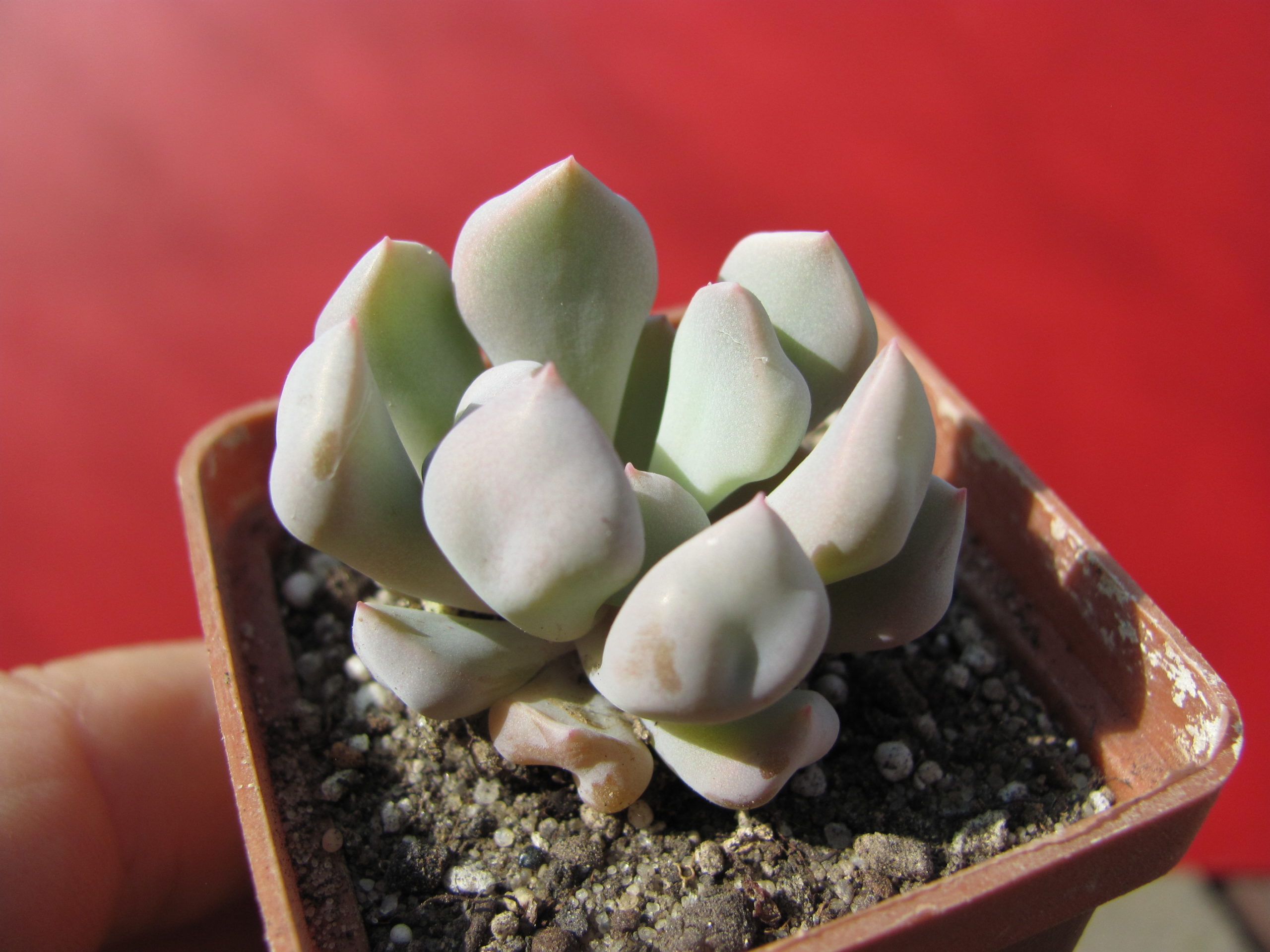Echeveria   Cupid