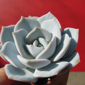 Echeveria    laui  hybr.