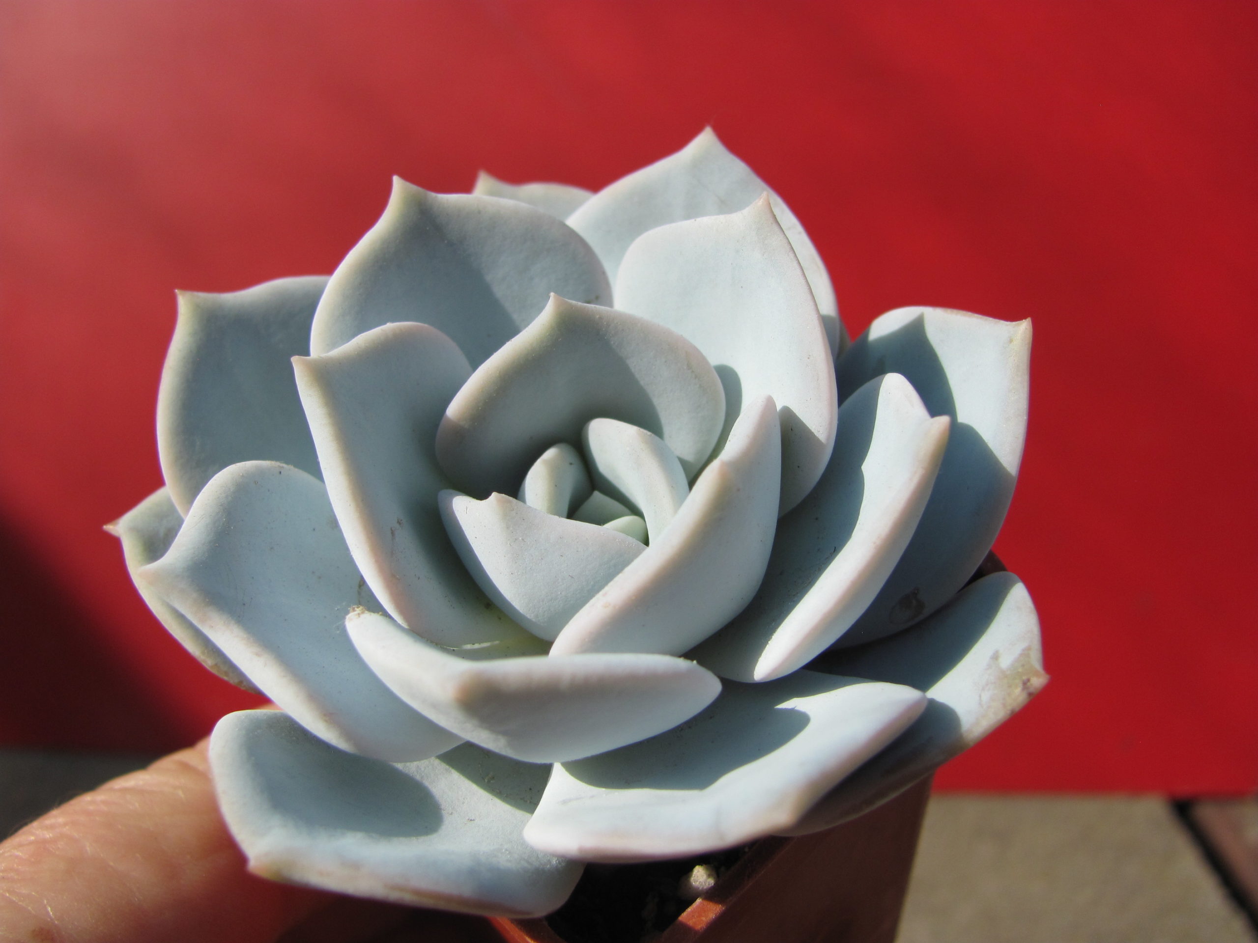 Echeveria    laui  hybr.