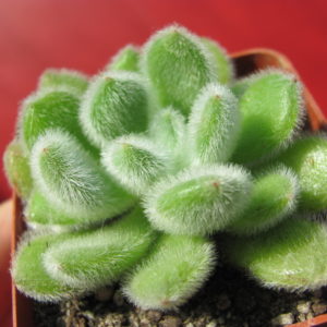 Echeveria    Doris   Taylor