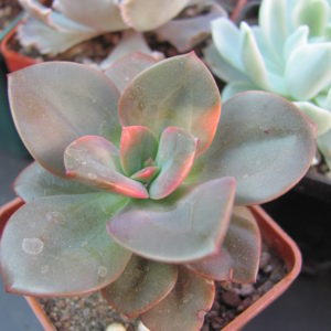 Echeveria   Chroma